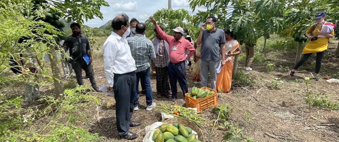 Tour of a natural farming plot in the semi-arid district of Anantapur, Andhra Pradesh, in September 2021. This is one of the most arid districts in India © B. Dorin, CIRAD